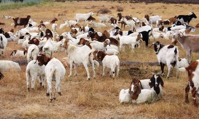 google's goats!